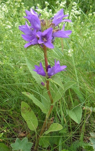 Pflanzenbild gross Gewöhnliche Knäuel-Glockenblume - Campanula glomerata subsp. glomerata