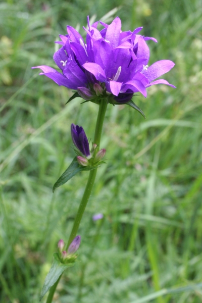 Pflanzenbild gross Gewöhnliche Knäuel-Glockenblume - Campanula glomerata subsp. glomerata