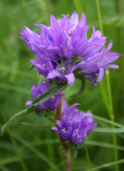 Pflanzenbild gross Gewöhnliche Knäuel-Glockenblume - Campanula glomerata subsp. glomerata