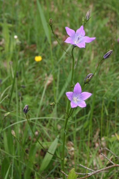 Pflanzenbild gross Gewöhnliche Wiesen-Glockenblume - Campanula patula subsp. patula