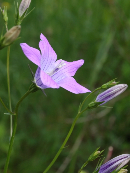 Pflanzenbild gross Gewöhnliche Wiesen-Glockenblume - Campanula patula subsp. patula