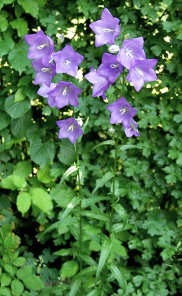 Pflanzenbild gross Pfirsichblättrige Glockenblume - Campanula persicifolia