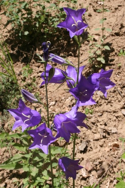 Pflanzenbild gross Pfirsichblättrige Glockenblume - Campanula persicifolia