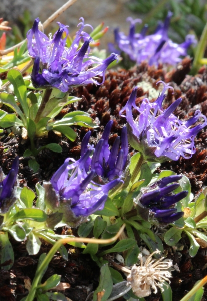 Pflanzenbild gross Kugelblumen-Rapunzel - Phyteuma globulariifolium