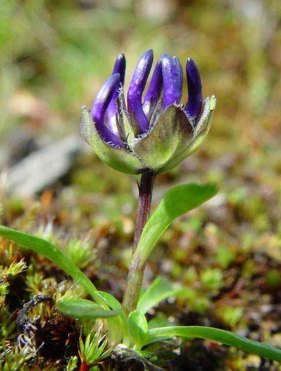 Pflanzenbild gross Kugelblumen-Rapunzel - Phyteuma globulariifolium