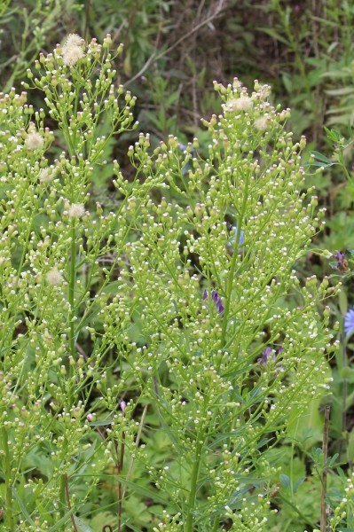 Pflanzenbild gross Kanadisches Berufkraut - Conyza canadensis