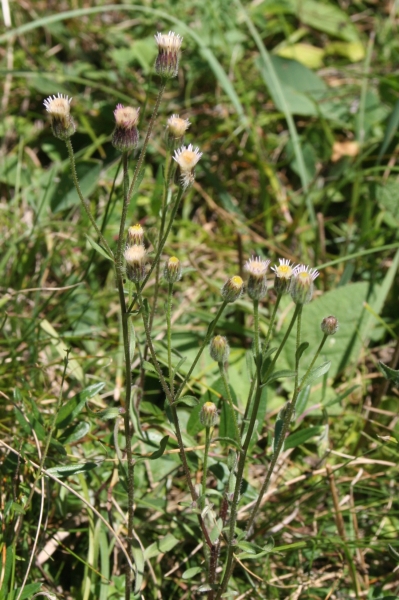 Pflanzenbild gross Scharfes Berufkraut - Erigeron acris