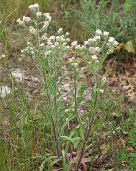 Pflanzenbild gross Scharfes Berufkraut - Erigeron acris