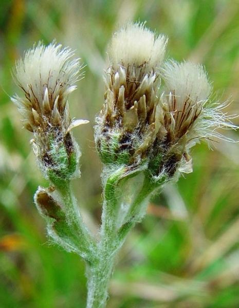 Pflanzenbild gross Karpaten-Katzenpfötchen - Antennaria carpatica