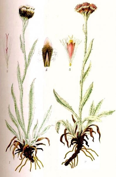 Pflanzenbild gross Karpaten-Katzenpfötchen - Antennaria carpatica