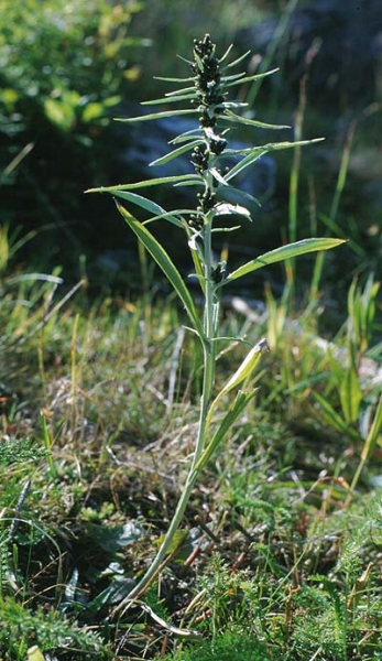 Pflanzenbild gross Norwegisches Ruhrkraut - Gnaphalium norvegicum