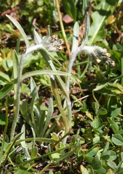 Pflanzenbild gross Hoppes Ruhrkraut - Gnaphalium hoppeanum