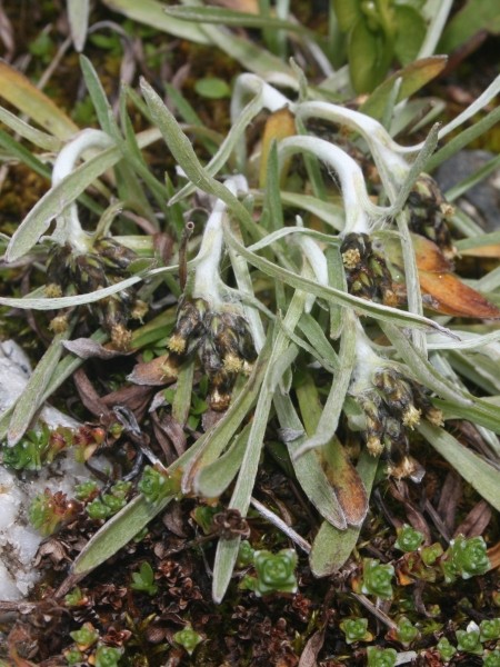 Pflanzenbild gross Hoppes Ruhrkraut - Gnaphalium hoppeanum