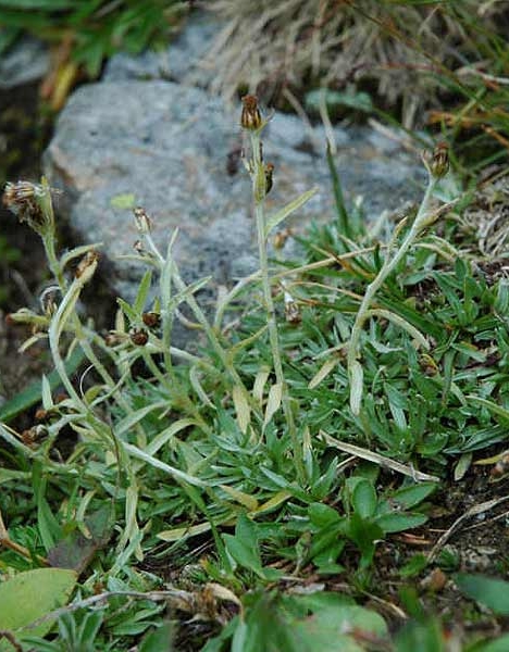 Pflanzenbild gross Hoppes Ruhrkraut - Gnaphalium hoppeanum