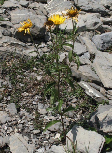 Pflanzenbild gross Weidenblättriges Rindsauge - Buphthalmum salicifolium