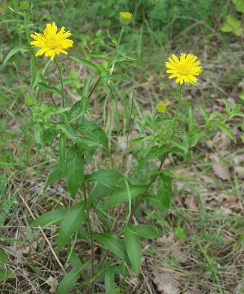 Pflanzenbild gross Weidenblättriges Rindsauge - Buphthalmum salicifolium