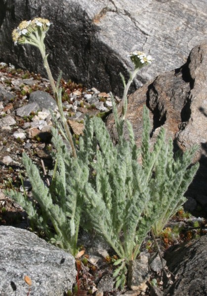 Pflanzenbild gross Zwerg-Schafgarbe - Achillea nana
