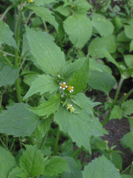 Pflanzenbild gross Bewimpertes Knopfkraut - Galinsoga quadriradiata