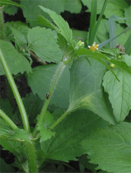Pflanzenbild gross Bewimpertes Knopfkraut - Galinsoga quadriradiata