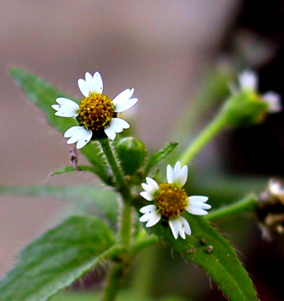 Pflanzenbild gross Bewimpertes Knopfkraut - Galinsoga quadriradiata