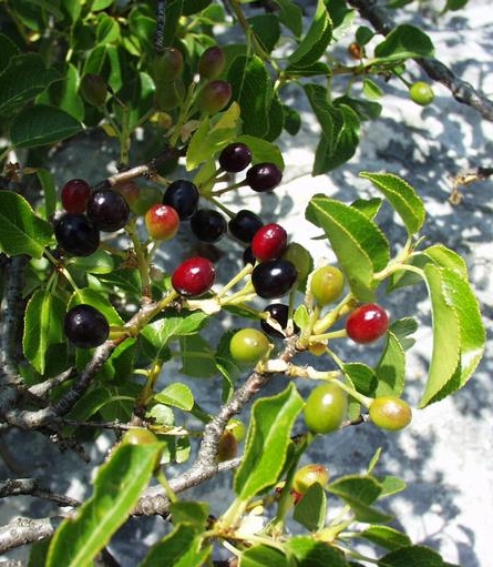 Pflanzenbild gross Felsenkirsche - Prunus mahaleb