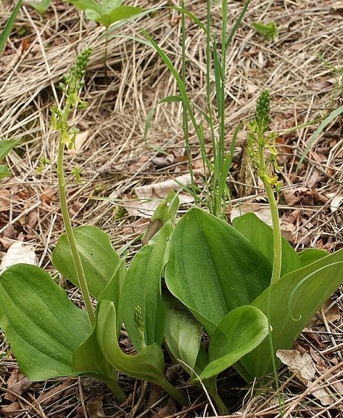 Pflanzenbild gross Grosses Zweiblatt - Listera ovata