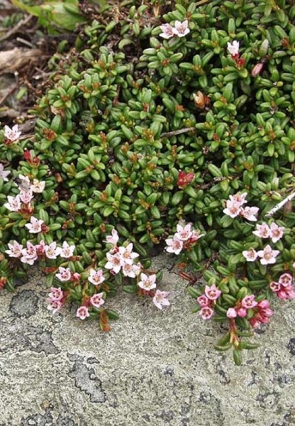 Pflanzenbild gross Alpenazalee - Loiseleuria procumbens