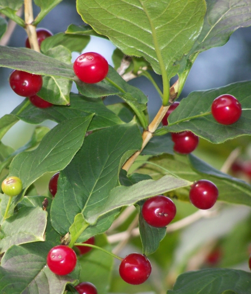 Pflanzenbild gross Alpen-Heckenkirsche - Lonicera alpigena