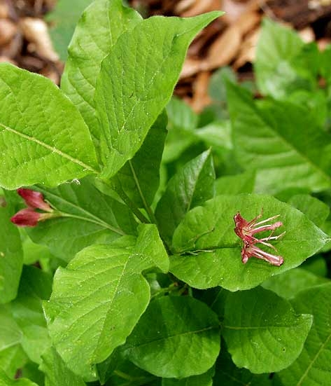 Pflanzenbild gross Alpen-Heckenkirsche - Lonicera alpigena