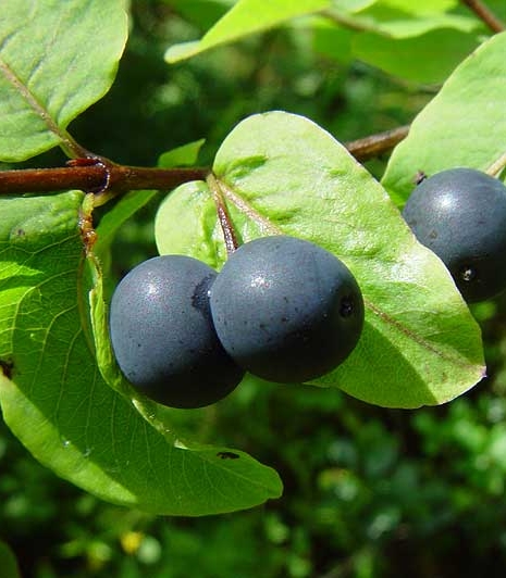 Pflanzenbild gross Schwarze Heckenkirsche - Lonicera nigra