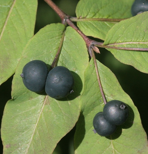 Pflanzenbild gross Schwarze Heckenkirsche - Lonicera nigra