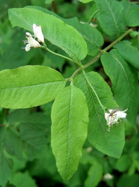 Pflanzenbild gross Schwarze Heckenkirsche - Lonicera nigra