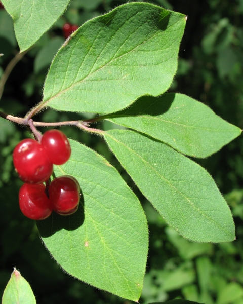 Pflanzenbild gross Rote Heckenkirsche - Lonicera xylosteum