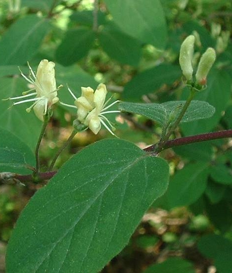 Pflanzenbild gross Rote Heckenkirsche - Lonicera xylosteum