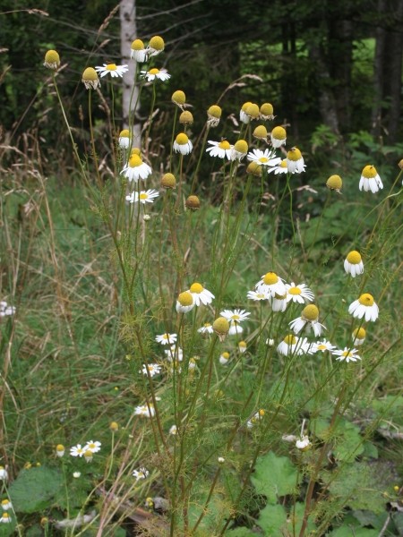 Pflanzenbild gross Geruchlose Strandkamille - Tripleurospermum inodorum