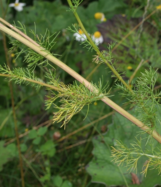 Pflanzenbild gross Geruchlose Strandkamille - Tripleurospermum inodorum