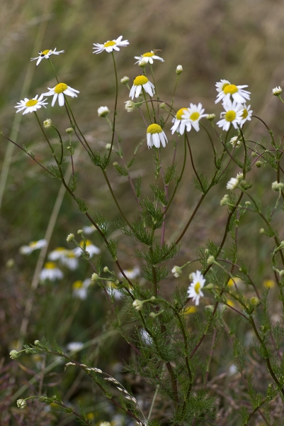 Pflanzenbild gross Geruchlose Strandkamille - Tripleurospermum inodorum