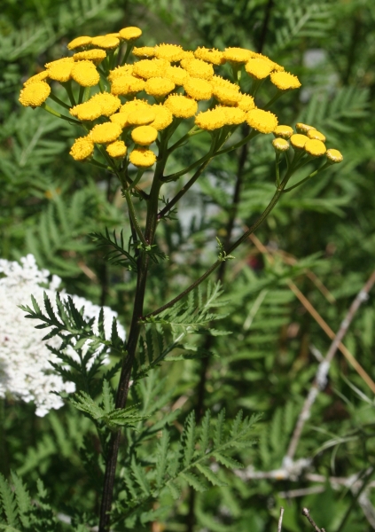 Pflanzenbild gross Rainfarn - Tanacetum vulgare