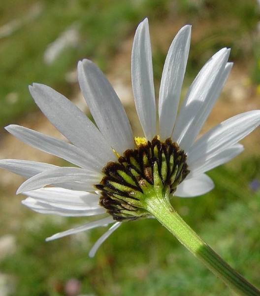 Pflanzenbild gross Hallers Margerite - Leucanthemum halleri