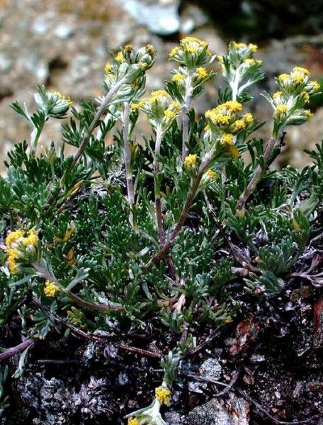 Pflanzenbild gross Echte Edelraute - Artemisia umbelliformis