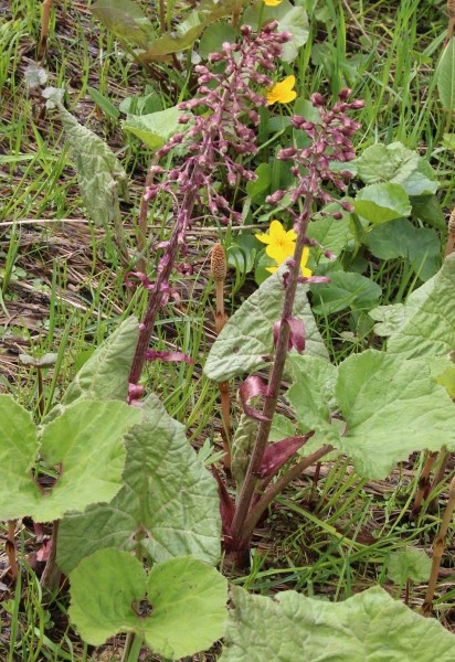Pflanzenbild gross Alpen-Pestwurz - Petasites paradoxus