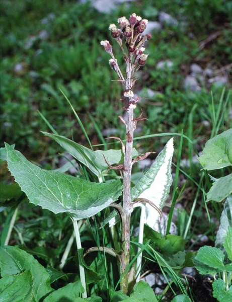 Pflanzenbild gross Alpen-Pestwurz - Petasites paradoxus