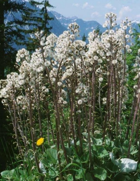 Pflanzenbild gross Alpen-Pestwurz - Petasites paradoxus