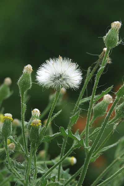 Pflanzenbild gross Klebriges Greiskraut - Senecio viscosus