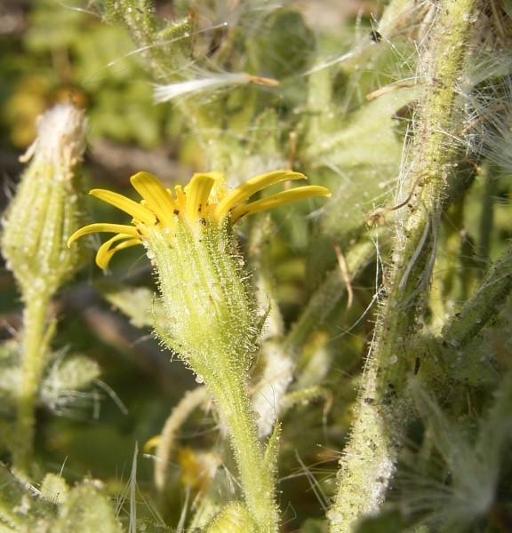 Pflanzenbild gross Klebriges Greiskraut - Senecio viscosus