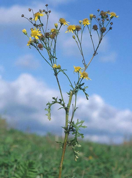Pflanzenbild gross Jakobs Greiskraut - Senecio jacobaea