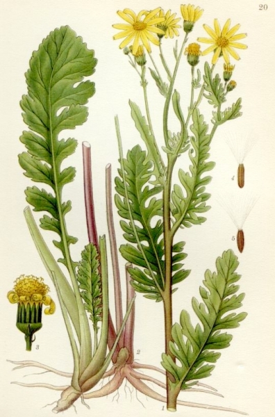 Pflanzenbild gross Jakobs Greiskraut - Senecio jacobaea