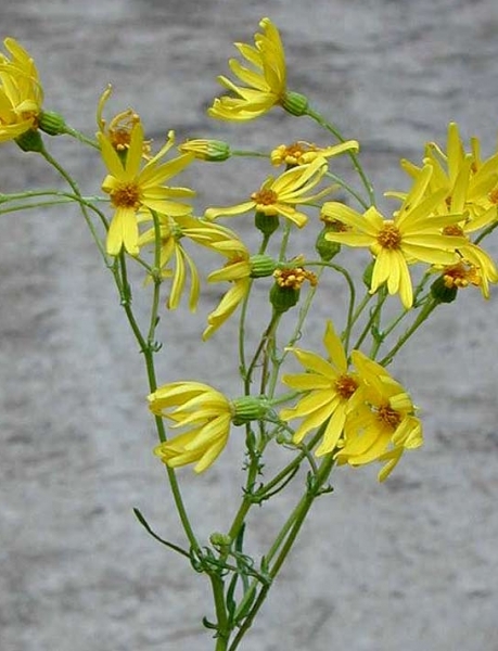 Pflanzenbild gross Raukenblättriges Greiskraut - Senecio erucifolius