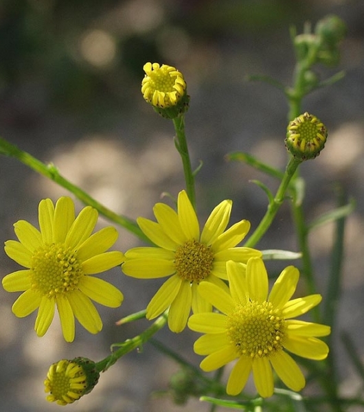Pflanzenbild gross Südafrikanisches Greiskraut - Senecio inaequidens