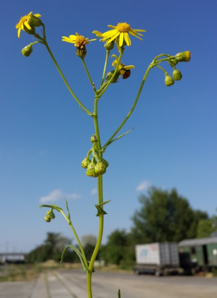 Pflanzenbild gross Südafrikanisches Greiskraut - Senecio inaequidens